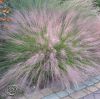 Muhlenbergia Reverhonii